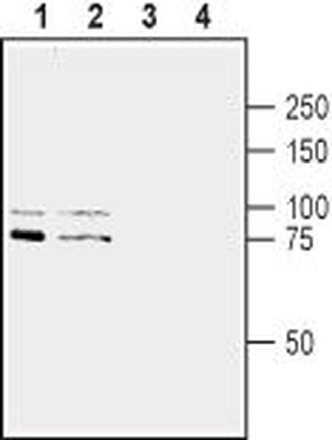 Slitrk1 (extracellular) Antibody in Western Blot (WB)