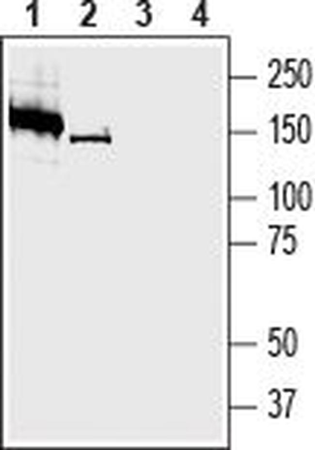SVCT2/SLC23A2 (extracellular) Antibody in Western Blot (WB)
