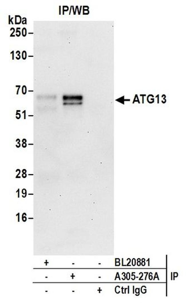 ATG13/KIAA0652 Antibody in Western Blot (WB)