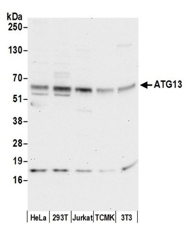 ATG13/KIAA0652 Antibody in Western Blot (WB)