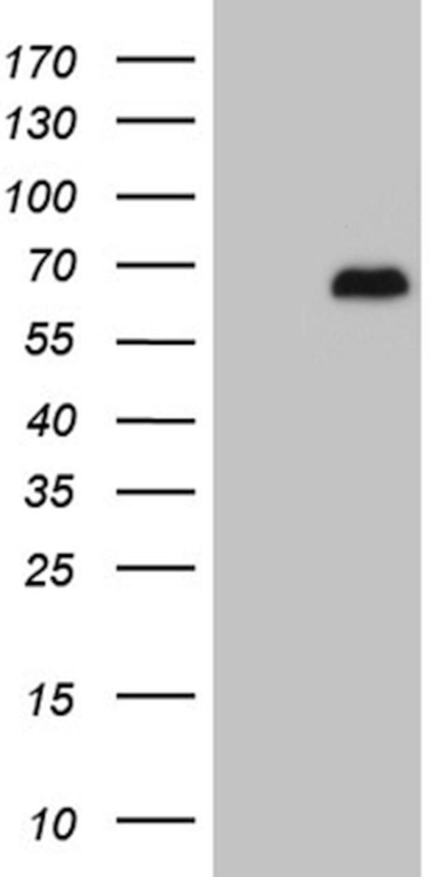 ATG13 Antibody in Western Blot (WB)