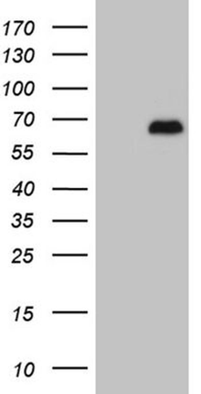 ATG13 Antibody in Western Blot (WB)