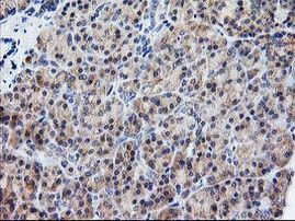 ATG3 Antibody in Immunohistochemistry (Paraffin) (IHC (P))