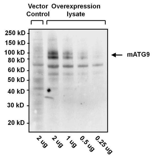 ATG9A Antibody in Western Blot (WB)