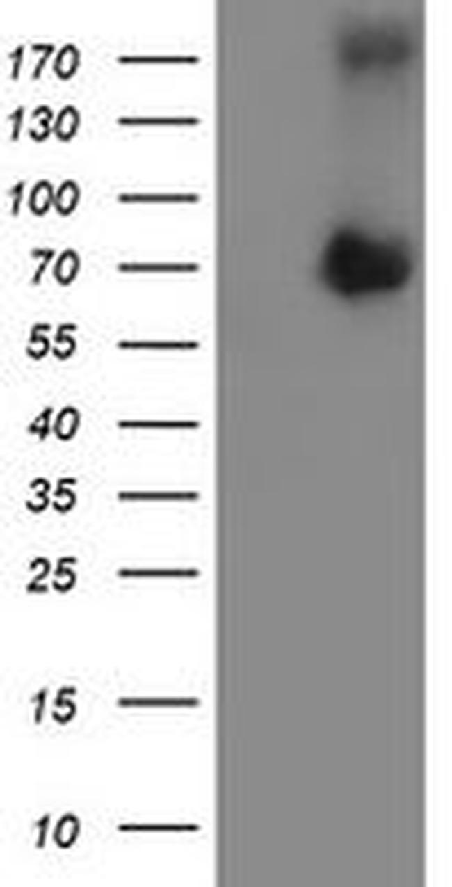 ATIC Antibody in Western Blot (WB)