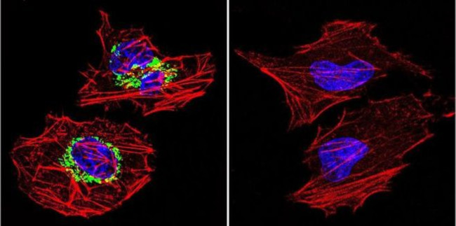 ATP Synthase beta Antibody in Immunocytochemistry (ICC/IF)