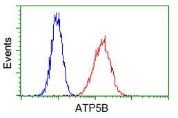 ATP5B Antibody in Flow Cytometry (Flow)