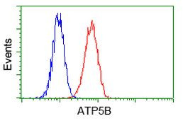 ATP5B Antibody in Flow Cytometry (Flow)