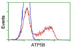 ATP5B Antibody in Flow Cytometry (Flow)