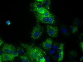 ATP5B Antibody in Immunocytochemistry (ICC/IF)