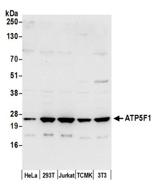 ATP5F1 Antibody in Western Blot (WB)