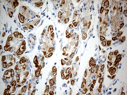 ATP5I Antibody in Immunohistochemistry (Paraffin) (IHC (P))