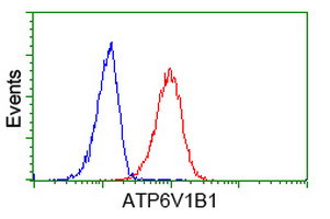 ATP6V1B1 Antibody in Flow Cytometry (Flow)