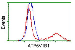 ATP6V1B1 Antibody in Flow Cytometry (Flow)