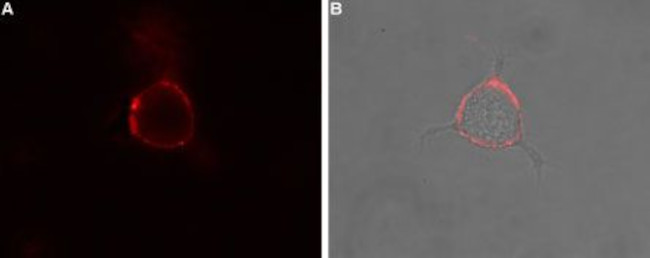 Neurokinin 1 Receptor (NK1R) (extracellular) Antibody in Immunocytochemistry (ICC/IF)