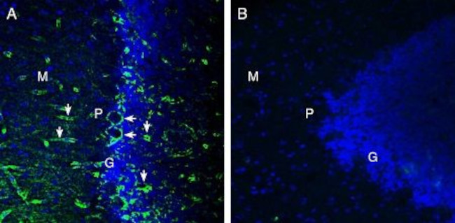 MERTK (extracellular) Antibody in Immunohistochemistry (Frozen) (IHC (F))