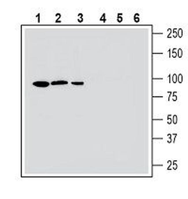 MERTK (extracellular) Antibody in Western Blot (WB)