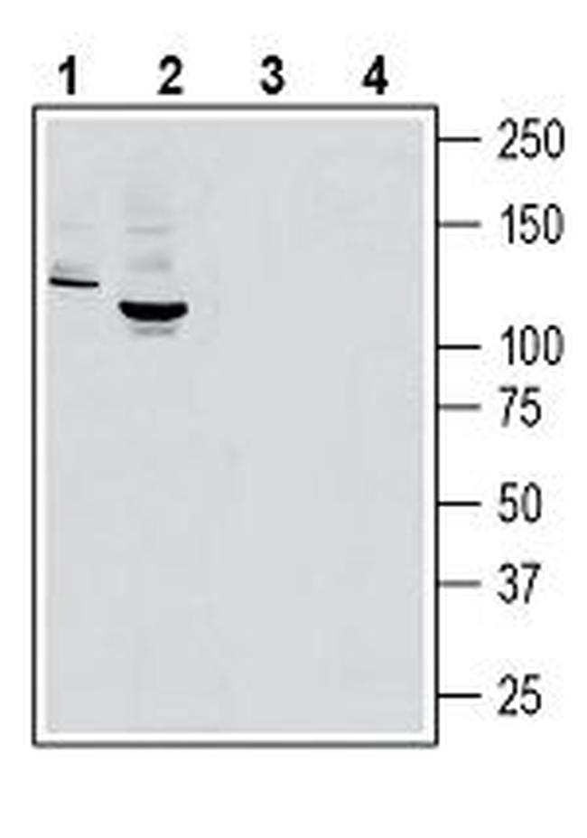 MERTK (extracellular) Antibody in Western Blot (WB)