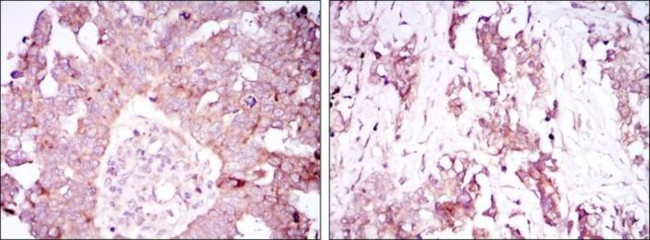 Ataxin 1 Antibody in Immunohistochemistry (Paraffin) (IHC (P))