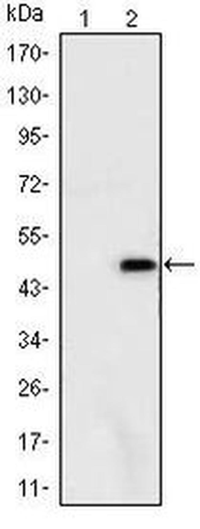 Ataxin 1 Antibody in Western Blot (WB)