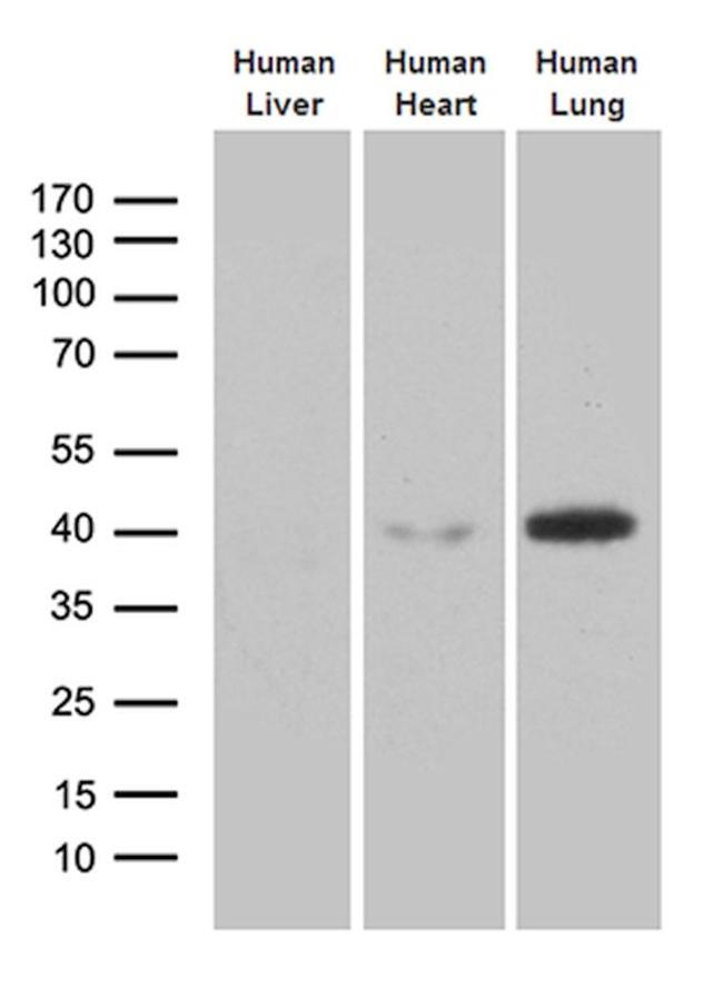 AZGP1 Antibody in Western Blot (WB)