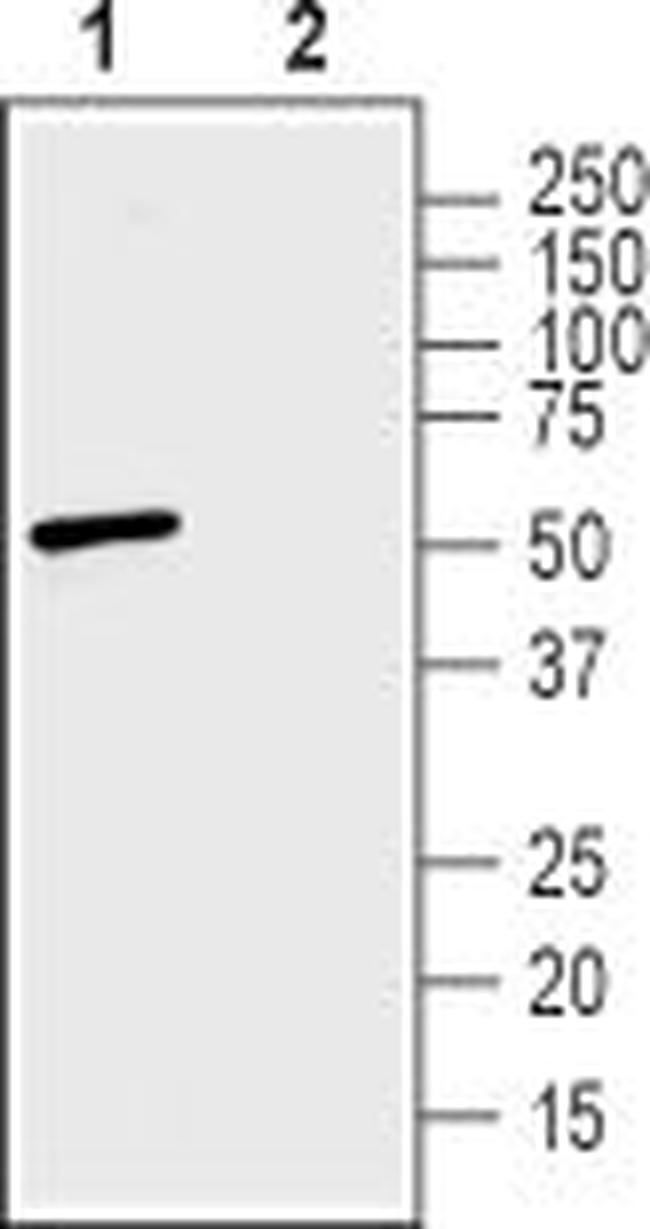 ZnT3 (SLC30A3) Antibody in Western Blot (WB)