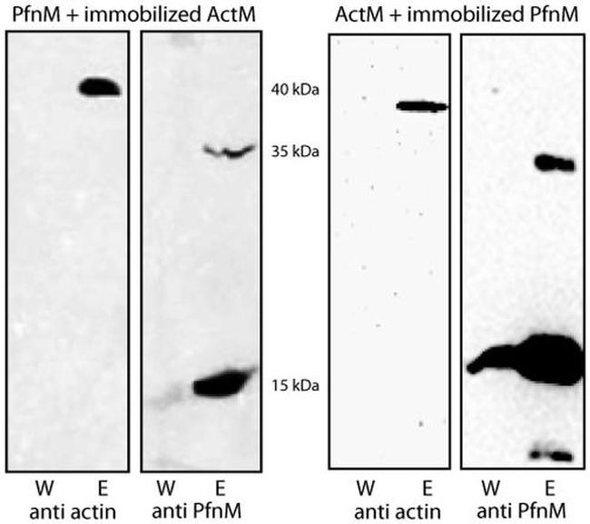 Actin Antibody in Western Blot (WB)