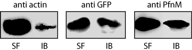 Actin Antibody in Western Blot (WB)