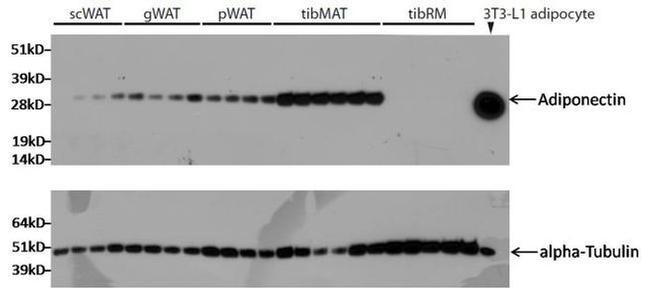 Adiponectin Antibody in Western Blot (WB)