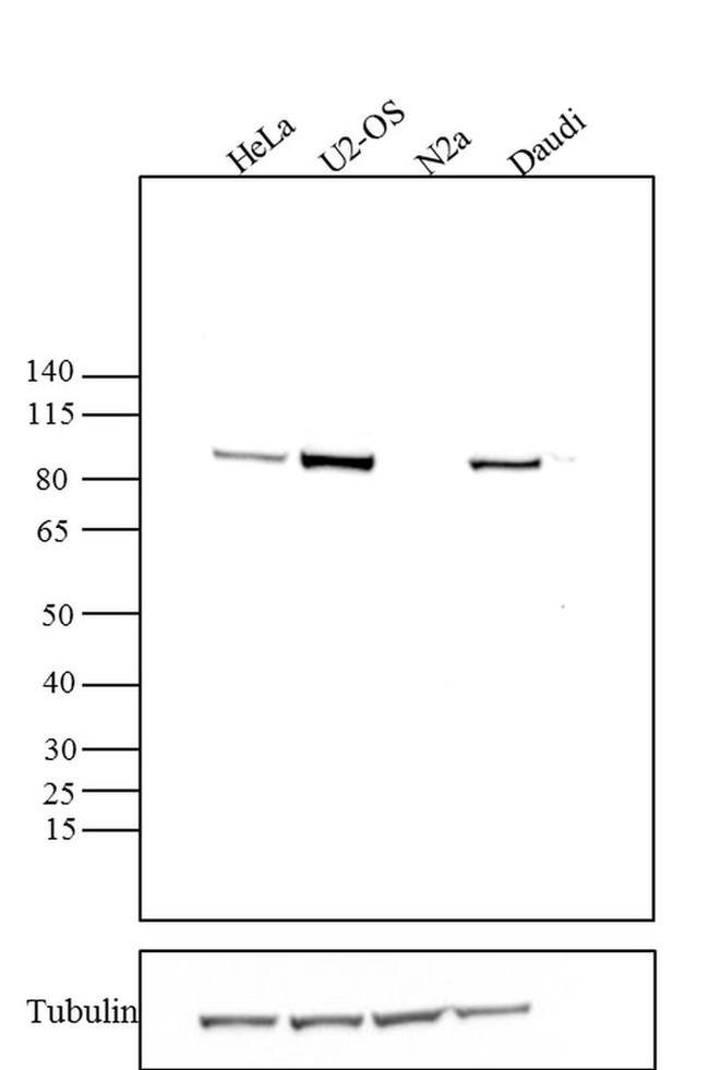 AGO2 Antibody in Western Blot (WB)