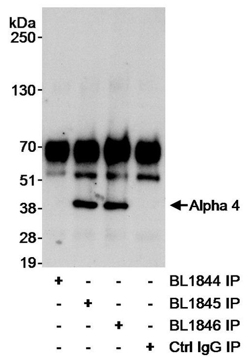 Alpha-4 Antibody in Immunoprecipitation (IP)