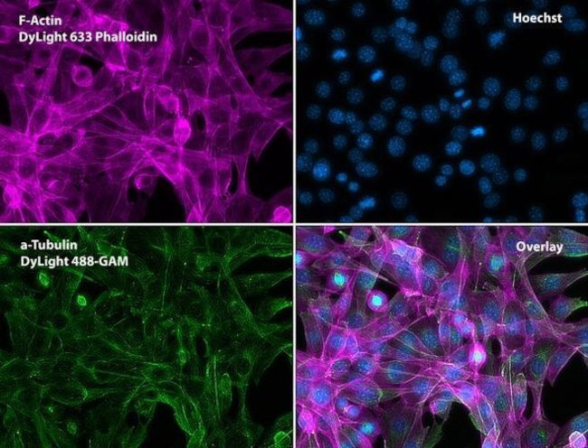 alpha Tubulin Antibody in Immunocytochemistry (ICC/IF)