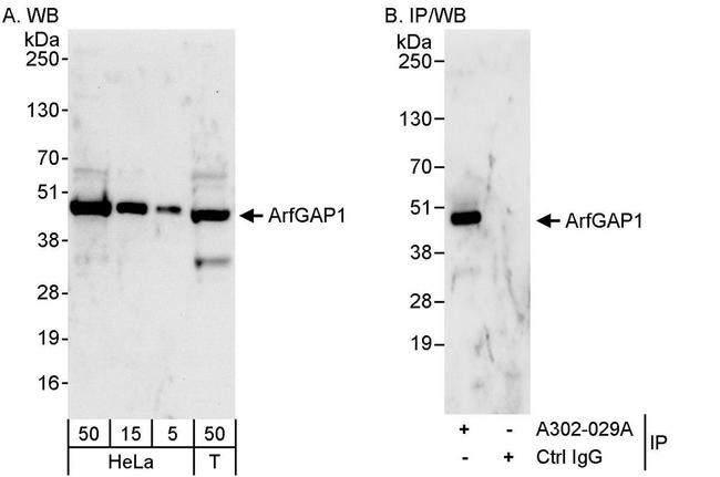 ArfGAP1 Antibody in Western Blot (WB)