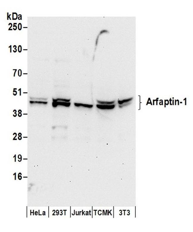 Arfaptin-1 Antibody in Western Blot (WB)