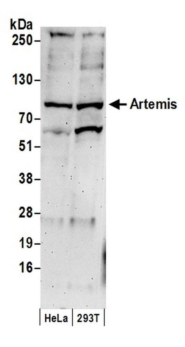 Artemis Antibody in Western Blot (WB)