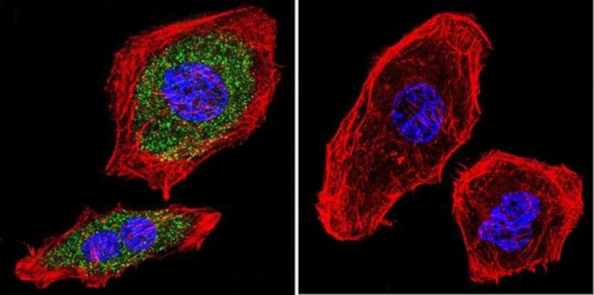 AHR Antibody in Immunocytochemistry (ICC/IF)