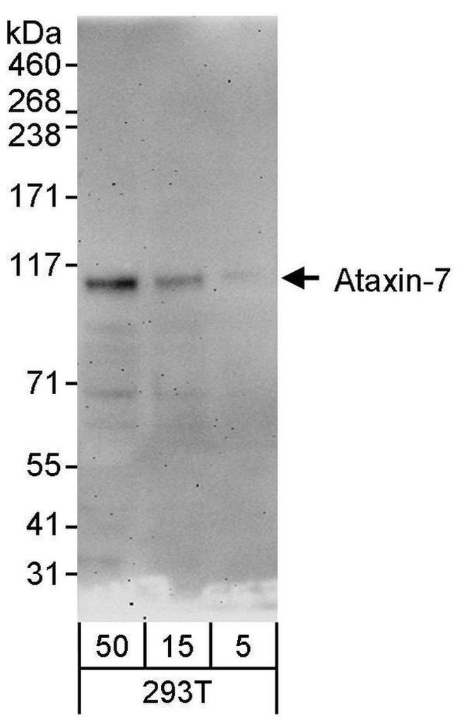 Ataxin-7 Antibody in Western Blot (WB)