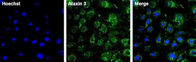 Ataxin 3 Antibody in Immunocytochemistry (ICC/IF)