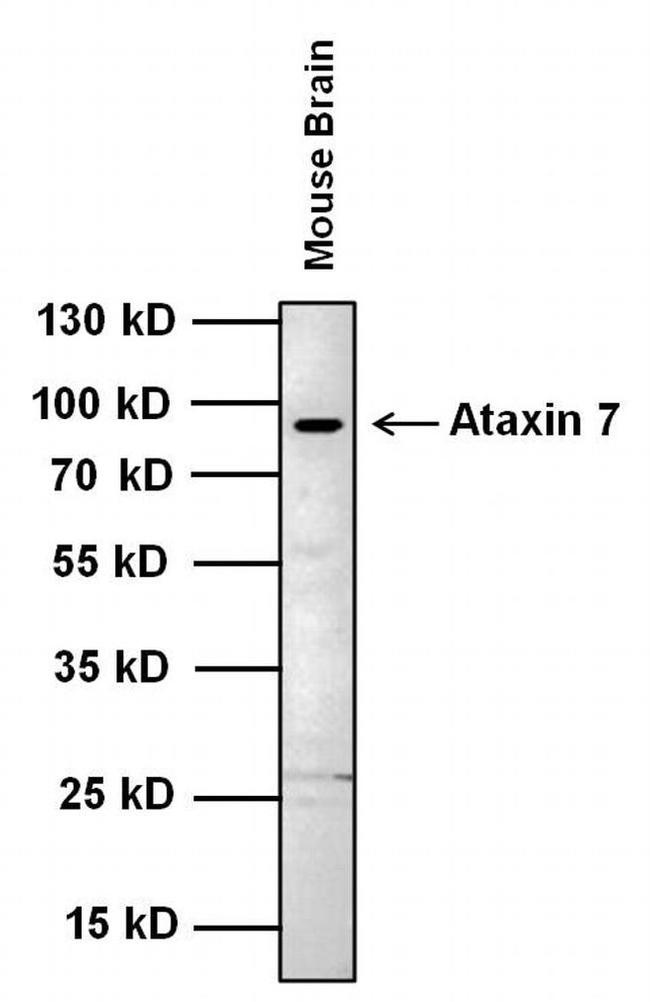 Ataxin 7 Antibody in Western Blot (WB)