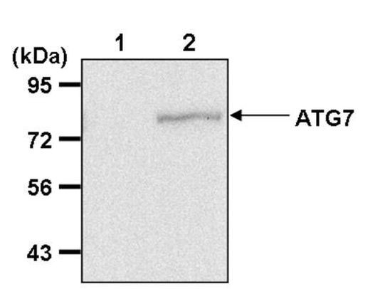 ATG7 Antibody in Immunoprecipitation (IP)