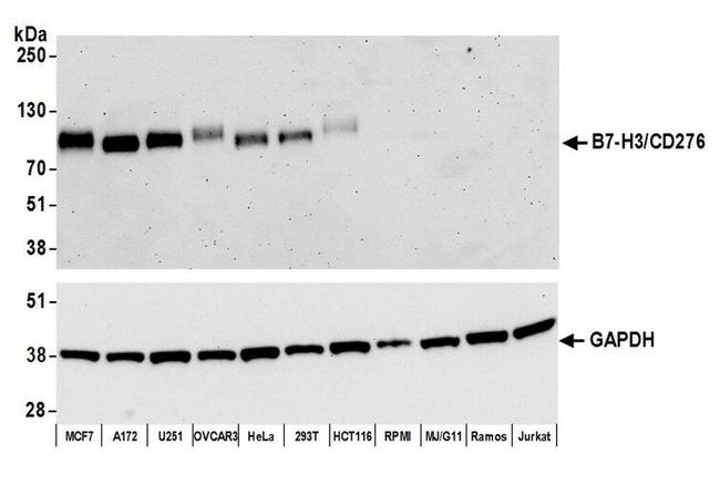 B7-H3/CD276 Antibody in Western Blot (WB)