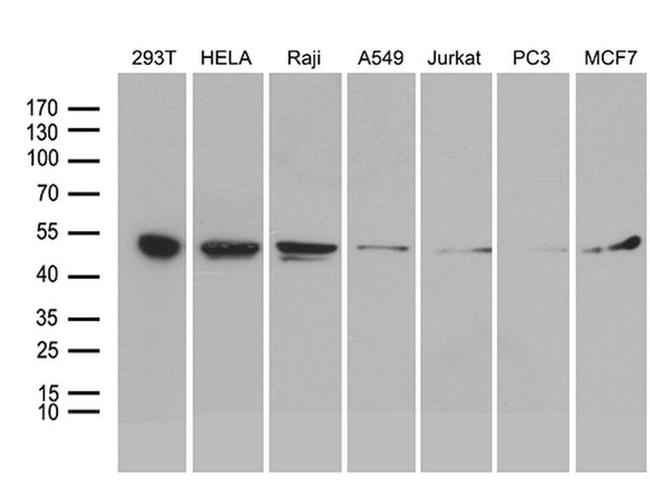 BAG5 Antibody in Western Blot (WB)