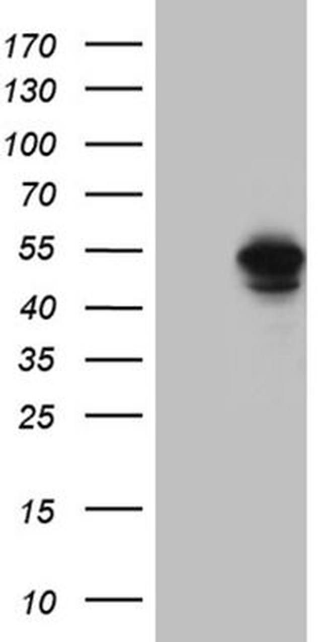 BAG5 Antibody in Western Blot (WB)