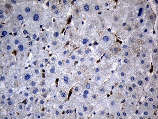 BAX Antibody in Immunohistochemistry (Paraffin) (IHC (P))