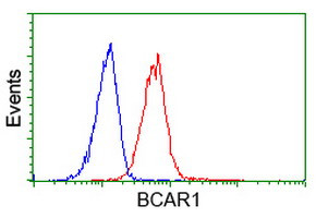 BCAR1 Antibody in Flow Cytometry (Flow)