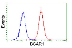 BCAR1 Antibody in Flow Cytometry (Flow)