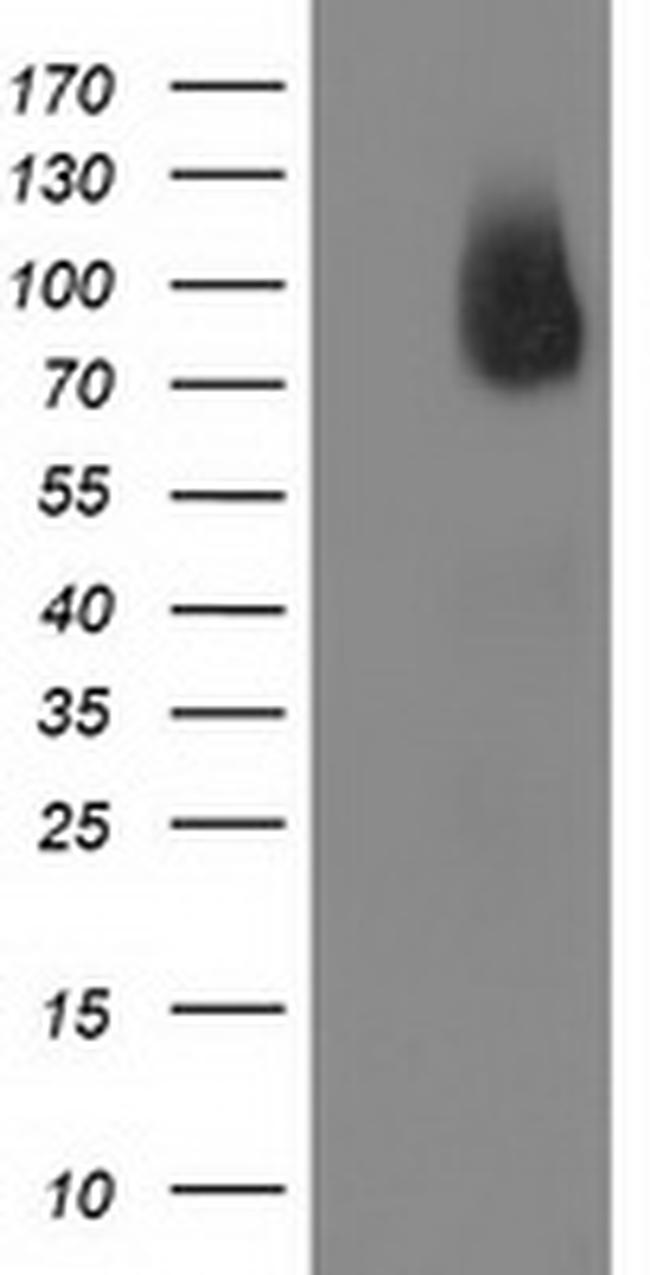 BCAR1 Antibody in Western Blot (WB)