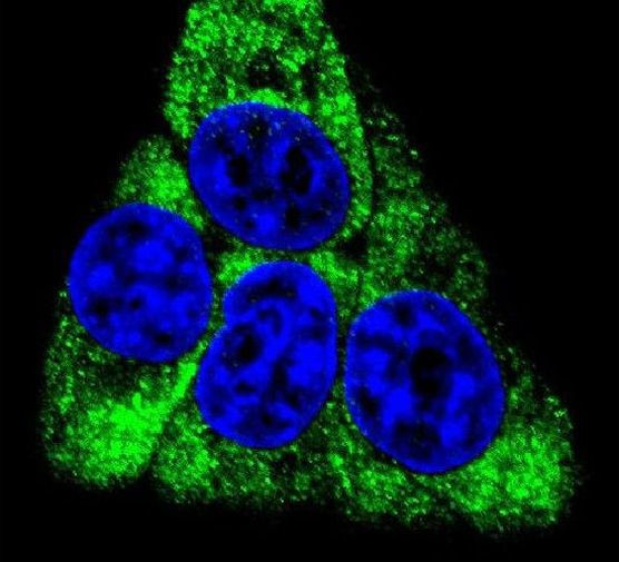 BCKDHB Antibody in Immunocytochemistry (ICC/IF)