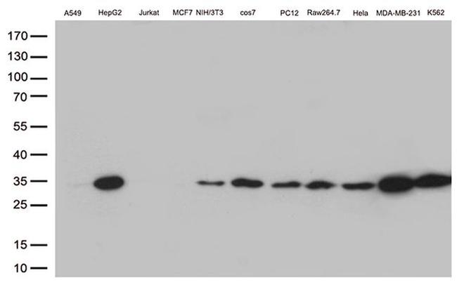 BCL2L1 Antibody in Western Blot (WB)