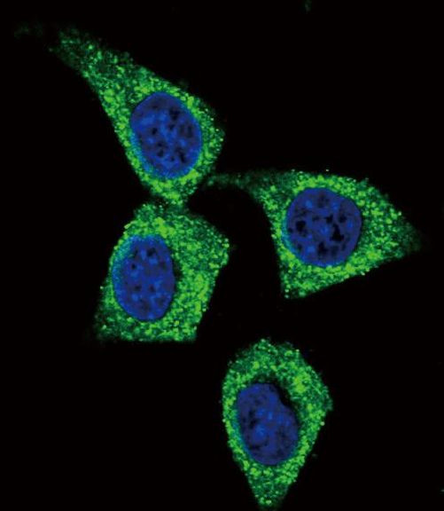 Bcl-3 Antibody in Immunocytochemistry (ICC/IF)